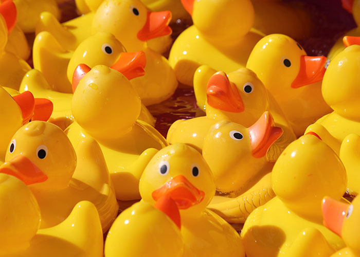 Guy Hides 200 Ducks In His Mom&rsquo;s House To Get Back At Her For Junk, His &ldquo;Revenge&rdquo; Backfires
