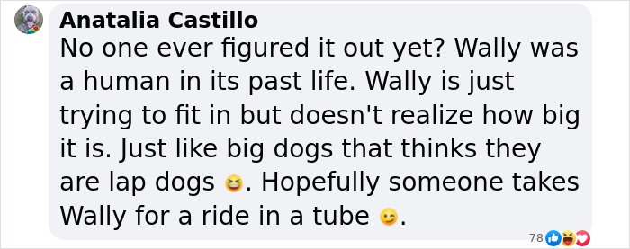 Netizens Can&rsquo;t Get Enough Of This Walrus Who Was Given His Own Raft So He Would Stop Sinking Boats