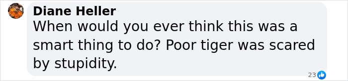 Tiger Nearly Eats Zoo Visitor After She Climbed Into Enclosure To Pet It, Police Now Involved