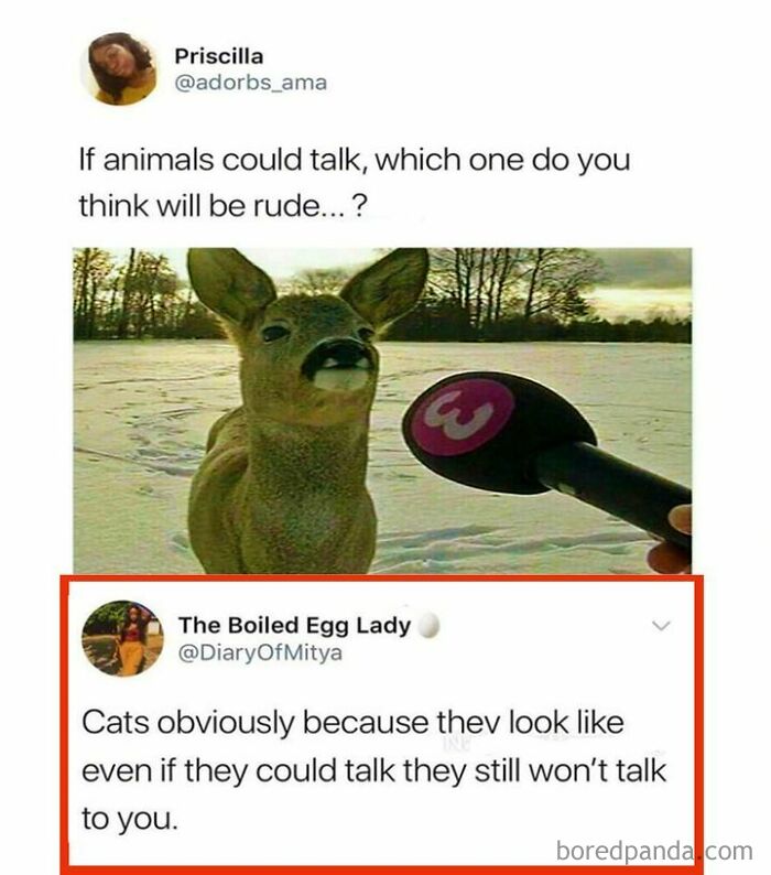 Epic-Top-Comments-Funny-Pics