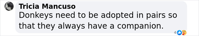 A Touching Story Of A Sad Donkey Whose Ball Popped, But People Made Sure He’ll Never Be Lonely Again A Touching Story Of A Sad Donkey Whose Ball Popped, But People Made Sure He’ll Never Be Lonely Again