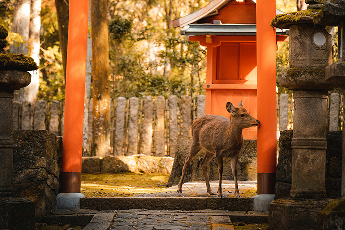 Deer beneath red shrine gate in a mossy Japanese temple courtyard, place visited