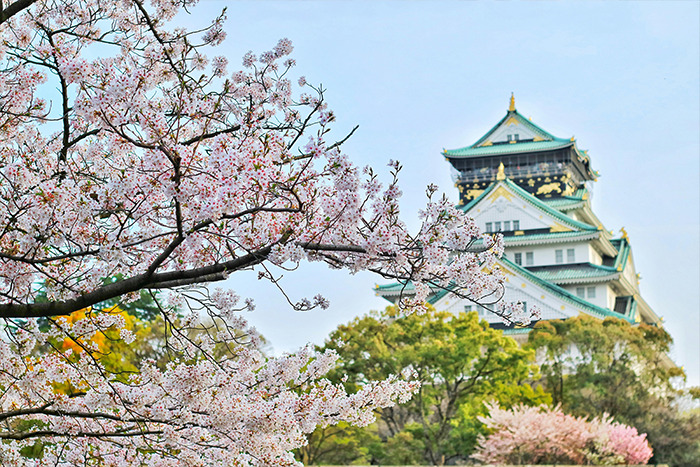 Osaka Castle with cherry blossoms in spring, a standout places visited blending historic architecture and seasonal blooms