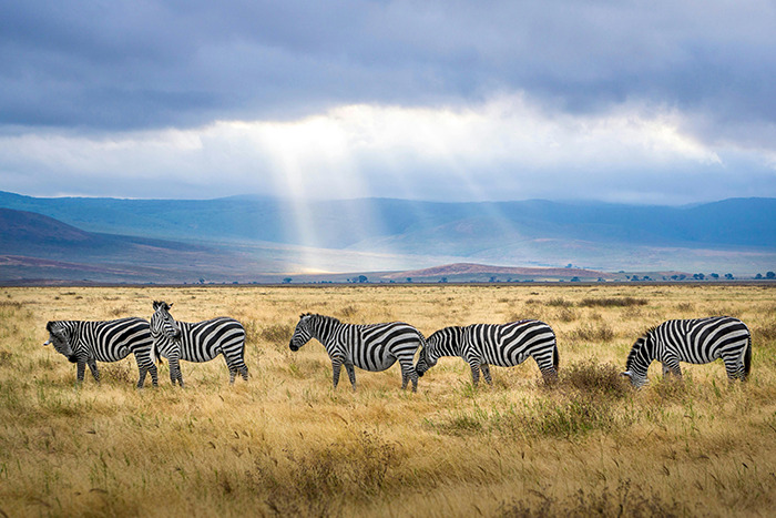 Zebras grazing on African savanna under sunbeams — place visited that lived up to the hype