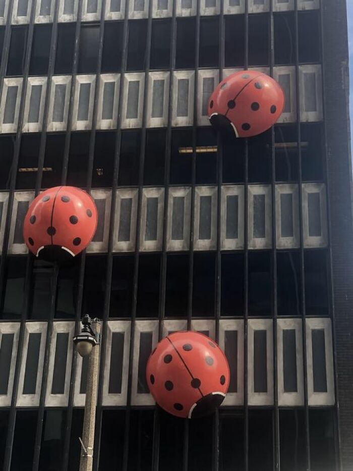 Ladybirds On The Side Of An Office Building In Milwaukee Wi