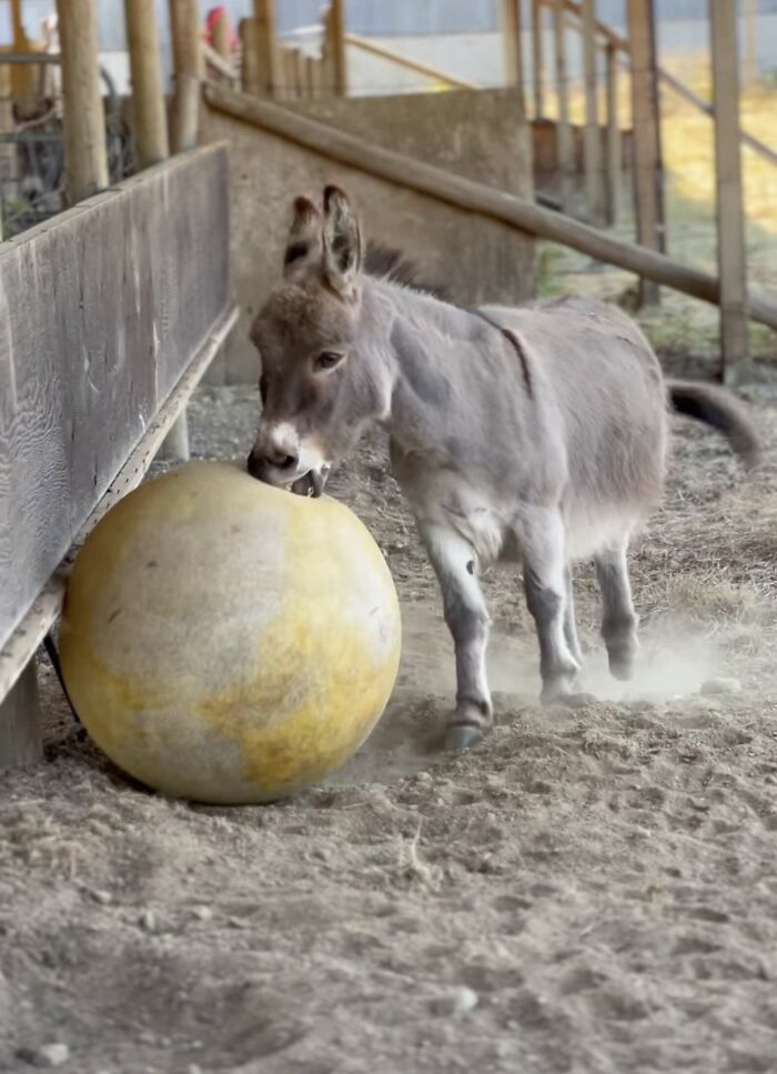 A Touching Story Of A Sad Donkey Whose Ball Popped, But People Made Sure He’ll Never Be Lonely Again A Touching Story Of A Sad Donkey Whose Ball Popped, But People Made Sure He’ll Never Be Lonely Again
