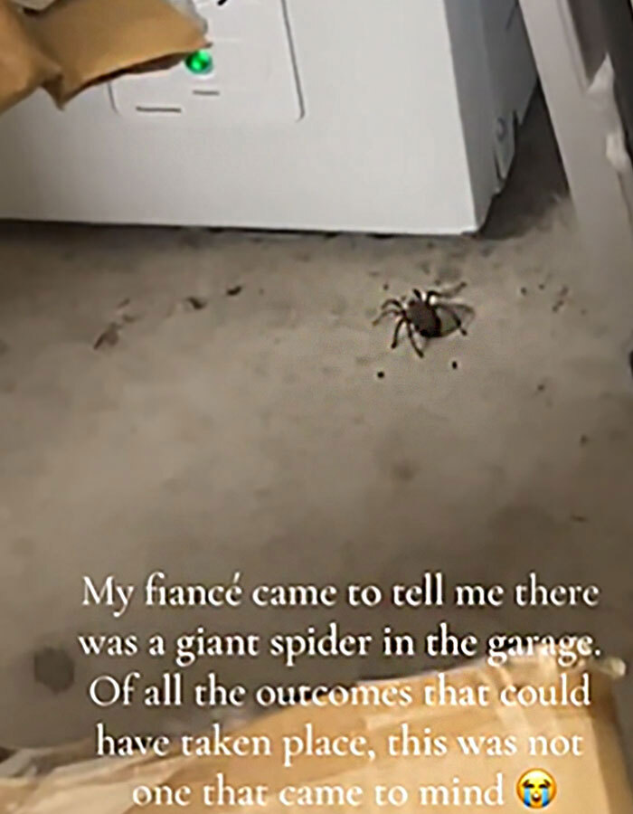 Woman Hits Massive Spider With Map&mdash;It Then Releases All Its Babies On Garage Floor