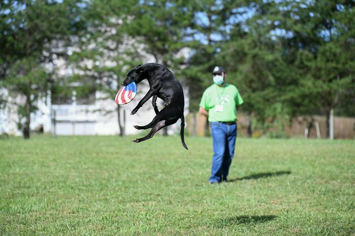 Black dog jumping to catch a flying disc in a park with a man wearing a face mask standing in the background.