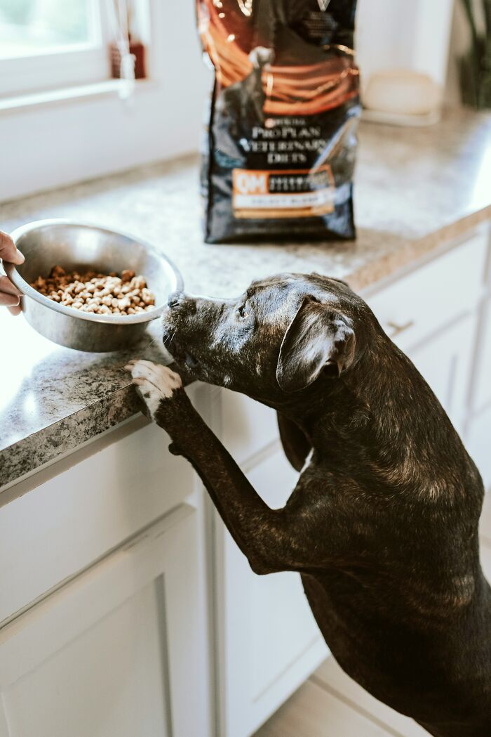 Dog reaching up to kitchen counter as person offers bowl of food, illustrating relatable pregnancy emotions keyword duck.