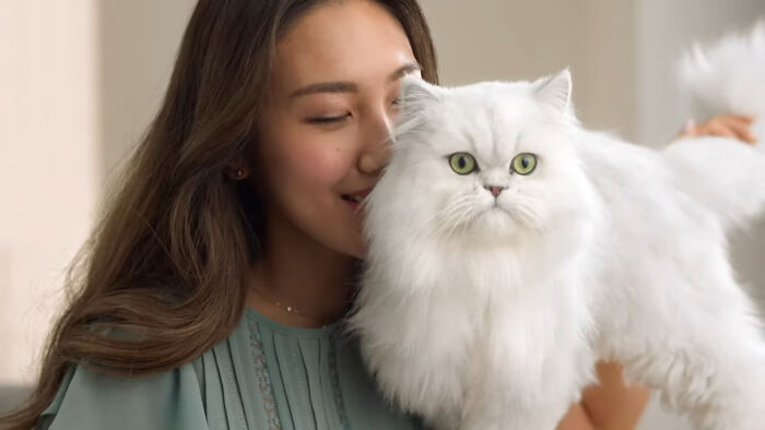 Pregnant woman smiling softly while holding a fluffy white cat with bright green eyes indoors.