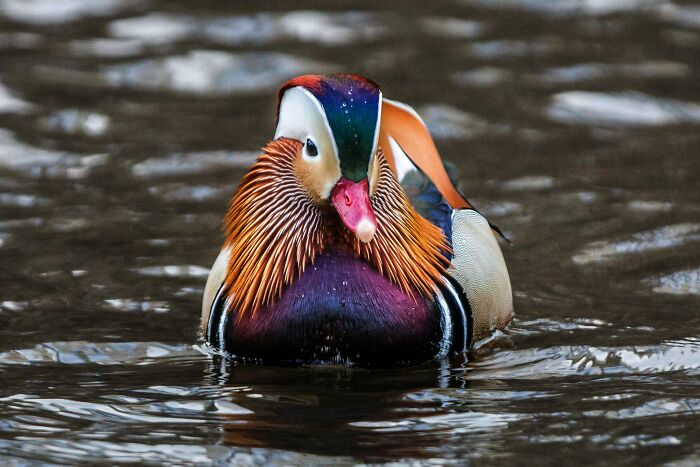 Mandarin duck with vibrant plumage swimming in calm water, captured in close-up with detailed feathers visible.