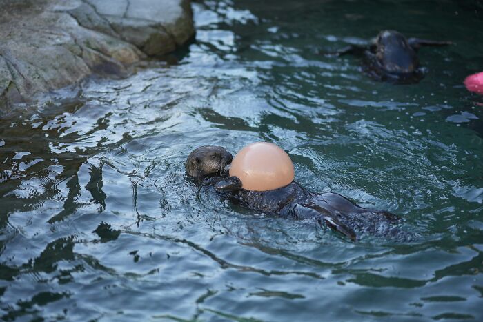Sea otter holding a round object in the water near rocky edge, illustrating a lighthearted moment related to pregnant women bawling.