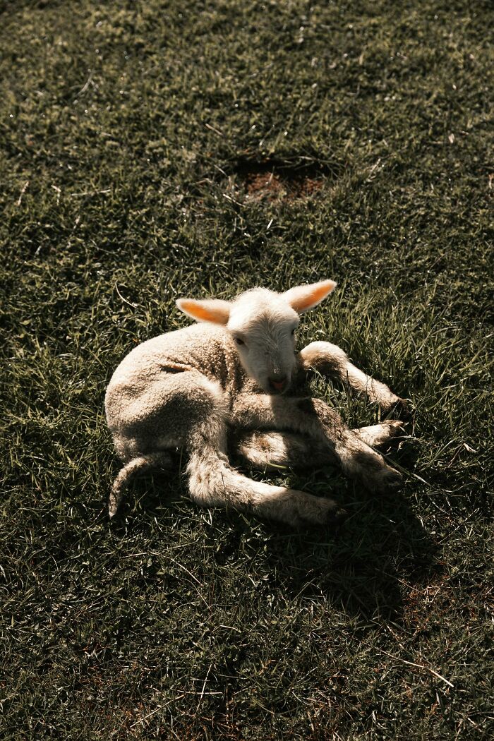 A baby lamb lying on grass in sunlight, illustrating a calming natural scene for pregnant women moments.