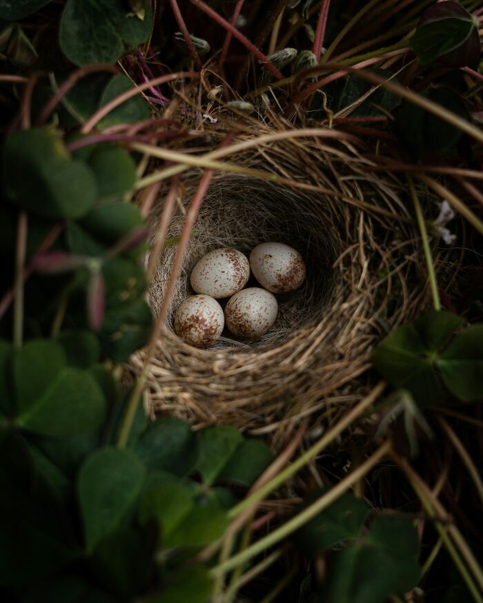 Close-up of a bird's nest with four speckled eggs surrounded by green foliage, symbolizing pregnancy and emotional moments.