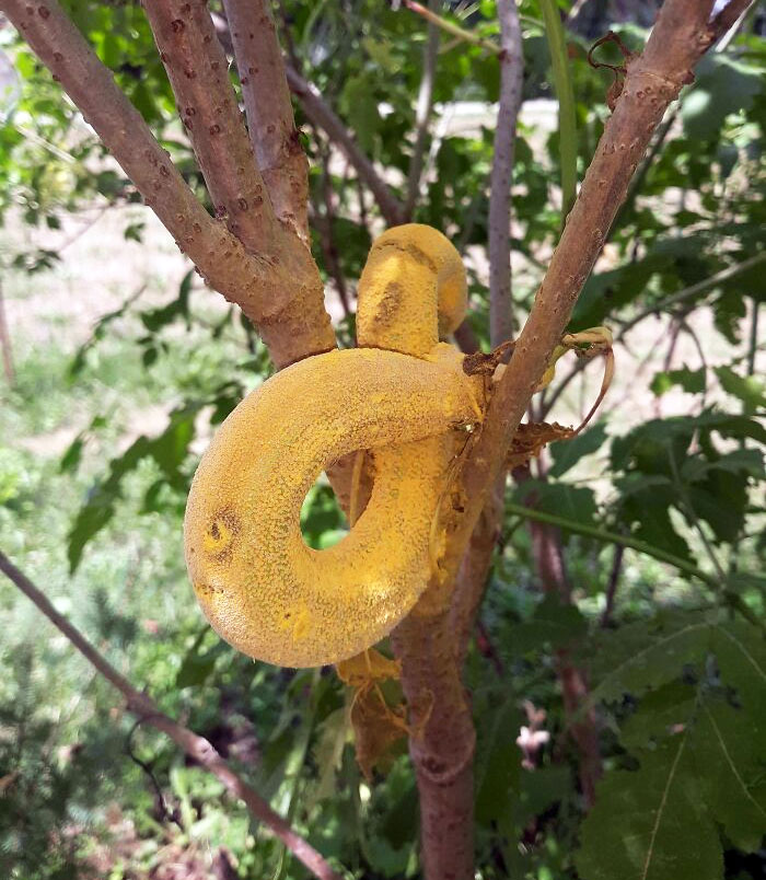 Forbidden Banana (Elderberry Rust (Fungus) Found In Our Yard)