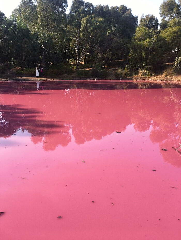 Pink Lake, Melbourne. Recently Saw This And Can Honestly Say The Water Really Looks Like Strawberry Milk