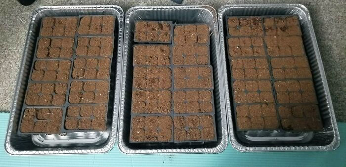 These Were Cheaper Than Your Standard Plastic Trays, But Now My Seed Starters Just Kind Of Look Like Chocolate Cake 
