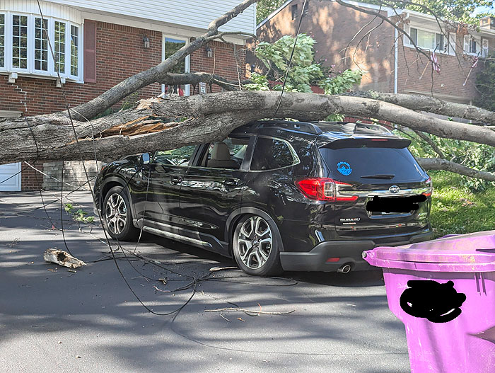 Large tree fallen on black SUV in a driveway showing nature's power and unexpected natural events.