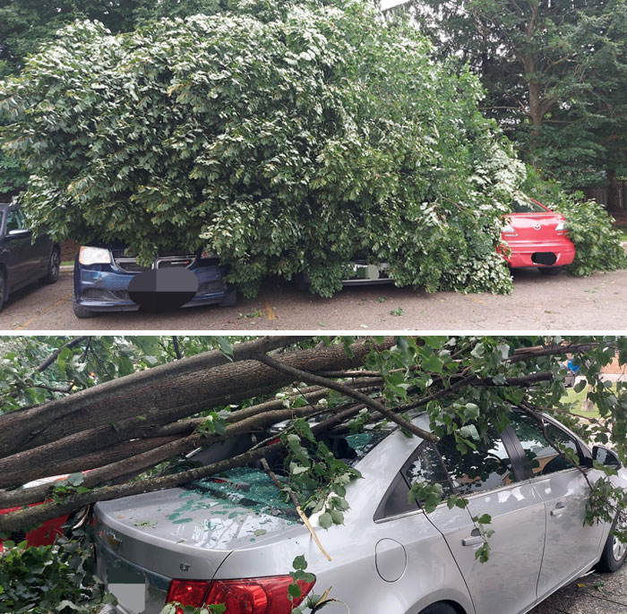 My Car After A Storm That Cut Half The City's Power... A Tree Fell On 3 Cars With My Car Taking The Most Damage. I Will Not Be Parking In Tree-Shaded Areas Anymore