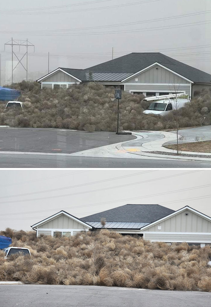 House and vehicles nearly buried by tumbleweeds carried by wind, showing wild side of nature doing things on its own terms.