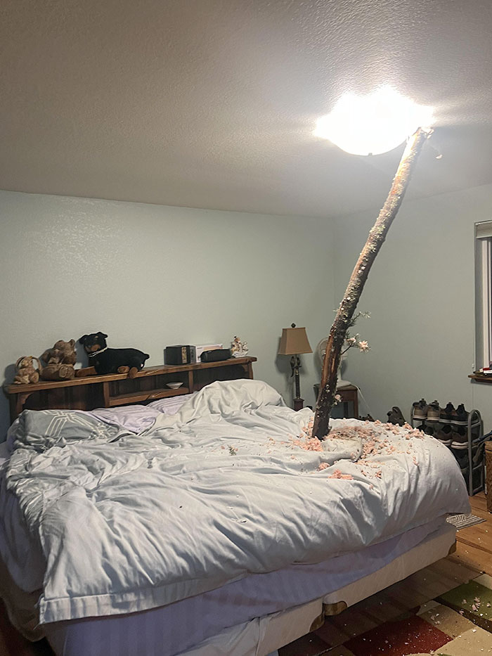 Tree branch crashes through bedroom ceiling and bed, illustrating nature's unpredictable and wild impact indoors.