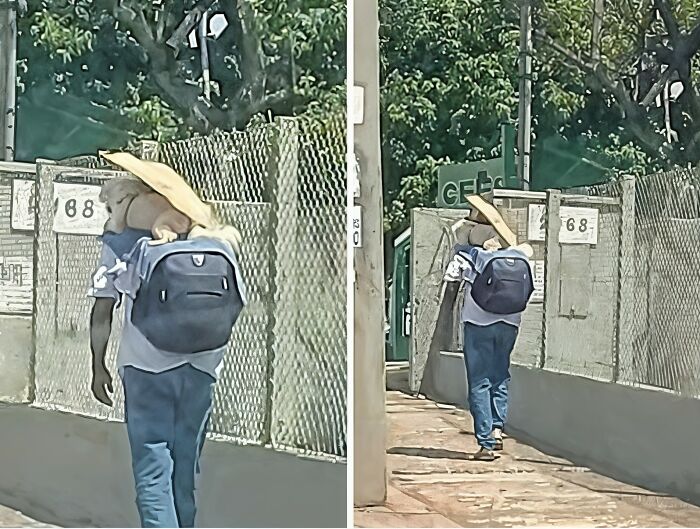 Wholesome-Stories-We-Love-Animals