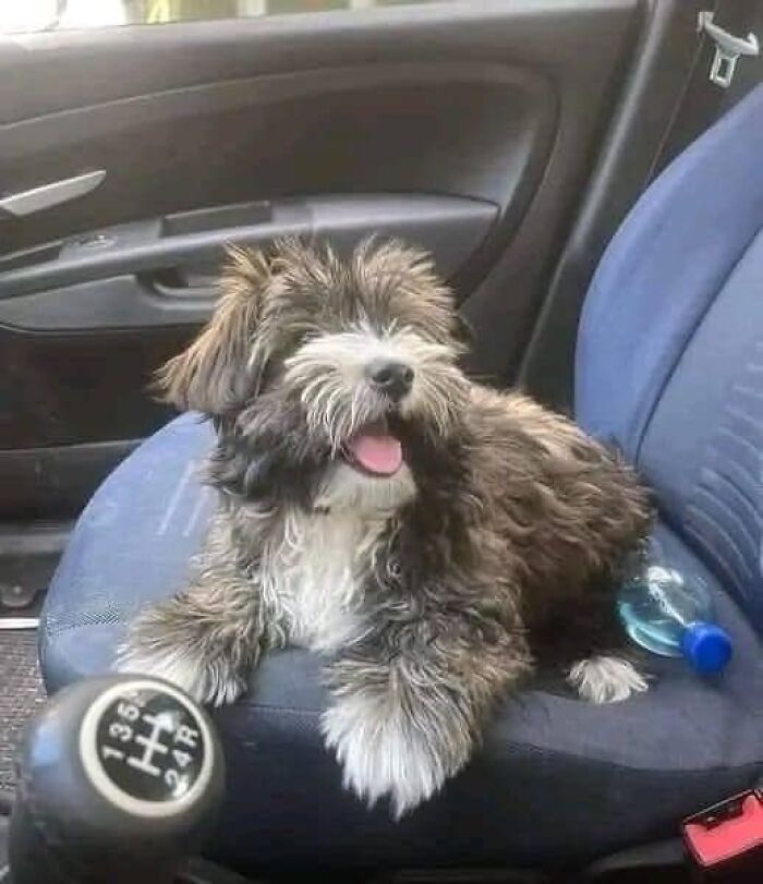 Wholesome-Stories-We-Love-Animals