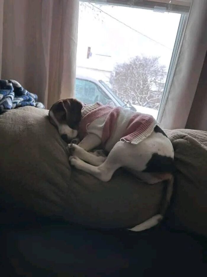 Wholesome-Stories-We-Love-Animals