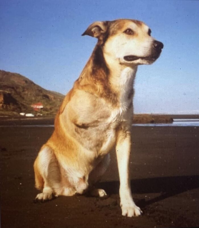 Wholesome-Stories-We-Love-Animals