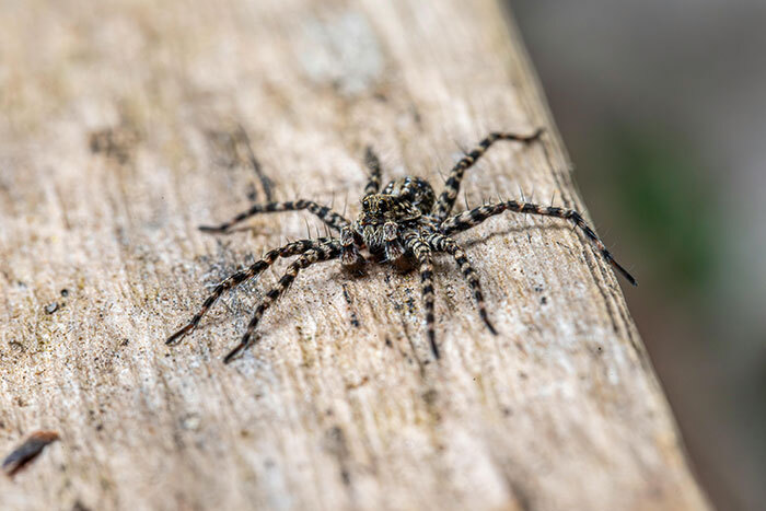 Woman Hits Massive Spider With Map&mdash;It Then Releases All Its Babies On Garage Floor