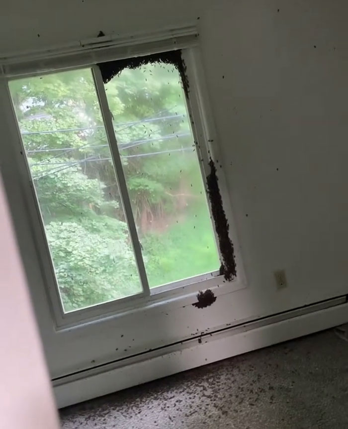 Landlord Ignores Woman&rsquo;s Pleas For Help After Releasing 1000s Of Bees In House, She Has To Move Out
