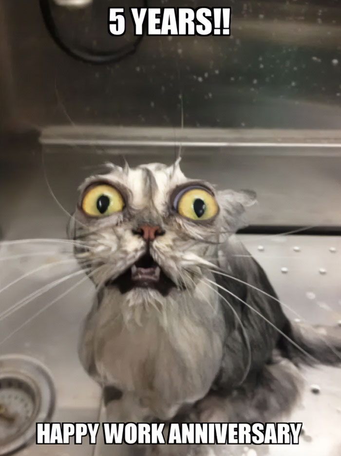Wet cat meme with shocked eyes and text "5 YEARS!! HAPPY WORK ANNIVERSARY," humorously capturing work anniversary surprise.