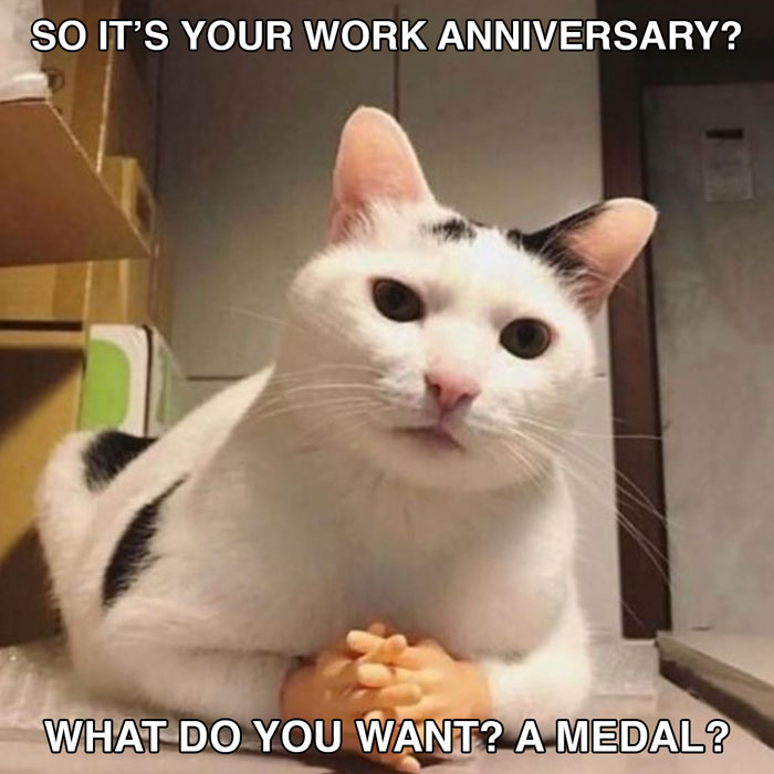 Cat with human-like hands and serious expression in a work anniversary meme, asking if a medal is expected.