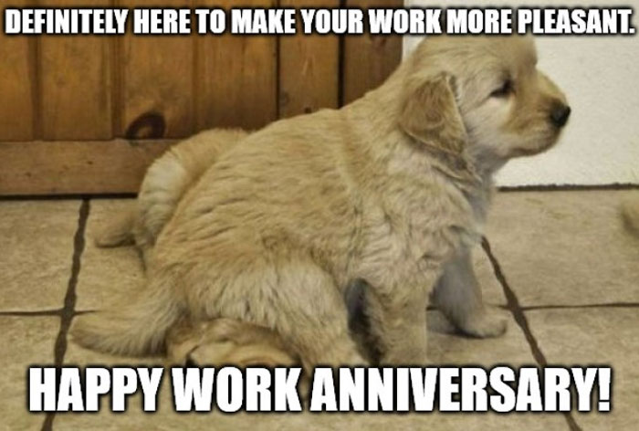 Cute golden retriever puppy meme celebrating work anniversary humorously with text about making work pleasant.