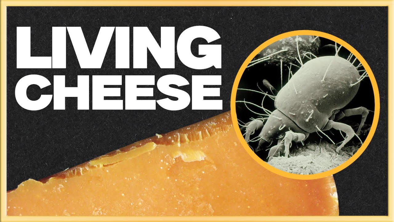 Why My Cheese Has Tiny Spiders In It