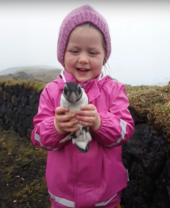 People In Iceland Are Collecting Baby Puffins In The Streets And Throwing Them Back Into The Ocean People In Iceland Are Collecting Baby Puffins In The Streets And Throwing Them Back Into The Ocean