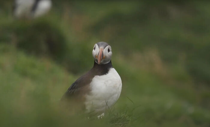 People In Iceland Are Collecting Baby Puffins In The Streets And Throwing Them Back Into The Ocean People In Iceland Are Collecting Baby Puffins In The Streets And Throwing Them Back Into The Ocean