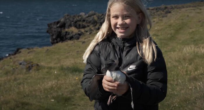 People In Iceland Are Collecting Baby Puffins In The Streets And Throwing Them Back Into The Ocean People In Iceland Are Collecting Baby Puffins In The Streets And Throwing Them Back Into The Ocean