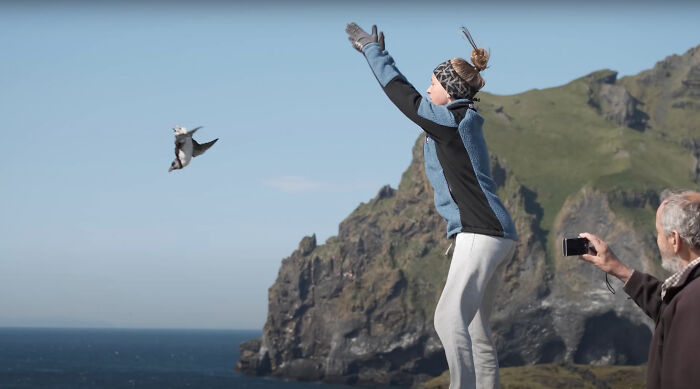 People In Iceland Are Collecting Baby Puffins In The Streets And Throwing Them Back Into The Ocean People In Iceland Are Collecting Baby Puffins In The Streets And Throwing Them Back Into The Ocean