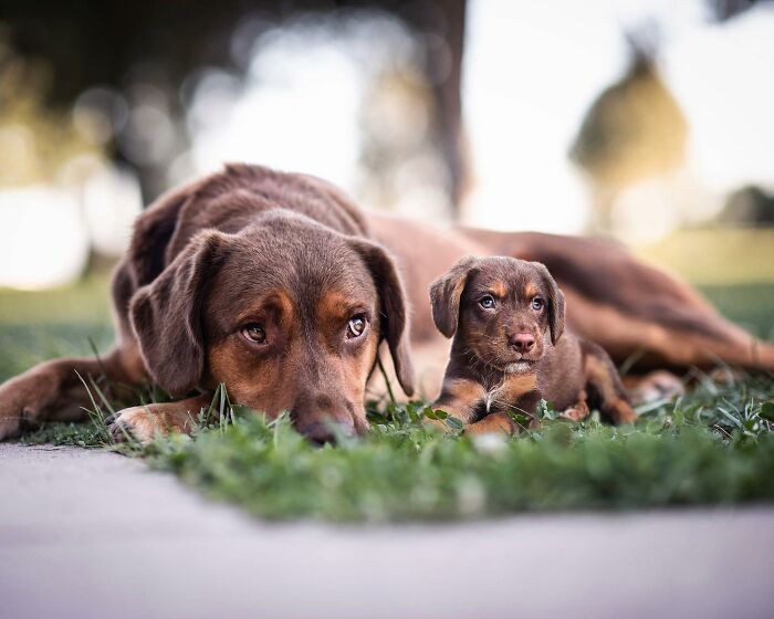Adult dog lying next to its puppy in a grassy outdoor setting, showcasing adorable animal photo edits.