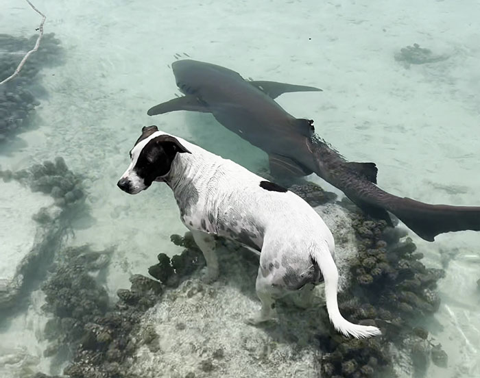 Dog Finds An Unlikely Best Friend In A Wild Nurse Shark, Goes Viral As Everybody Online Loves It