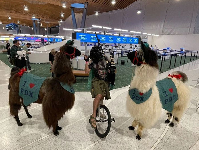 People Online Are Suddenly In Love With Portland Airport After Discovering They Have Therapy Llamas