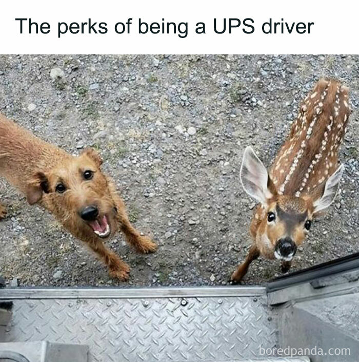 Funny-Random-Memes-Thehilarious-Ted