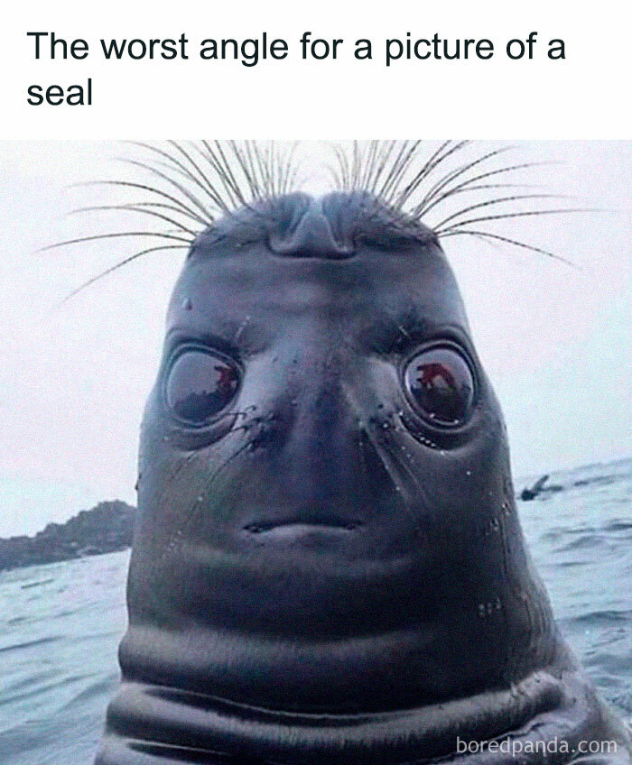 Funny-Random-Memes-Thehilarious-Ted