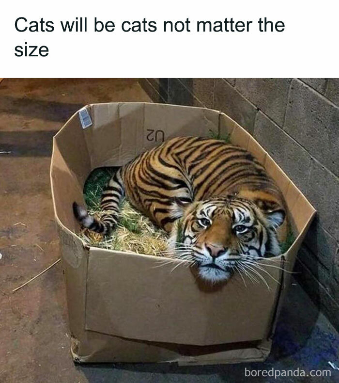 Funny-Random-Memes-Thehilarious-Ted