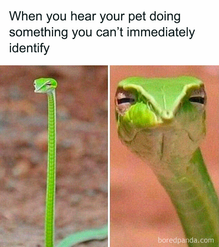 Funny-Random-Memes-Thehilarious-Ted