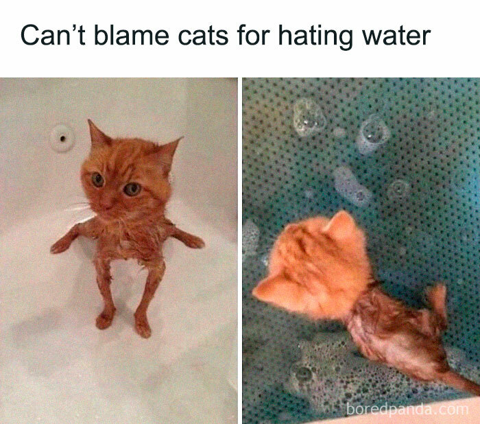 Funny-Random-Memes-Thehilarious-Ted