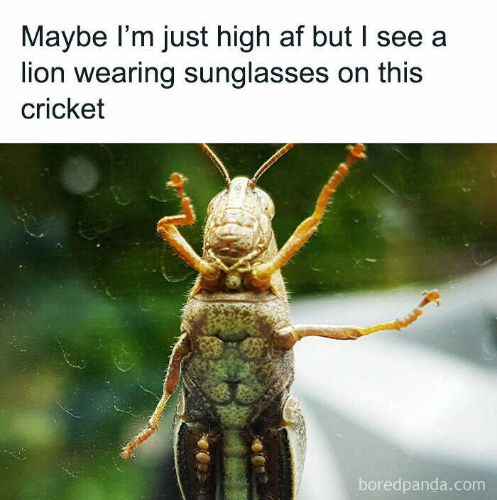 Funny-Random-Memes-Thehilarious-Ted