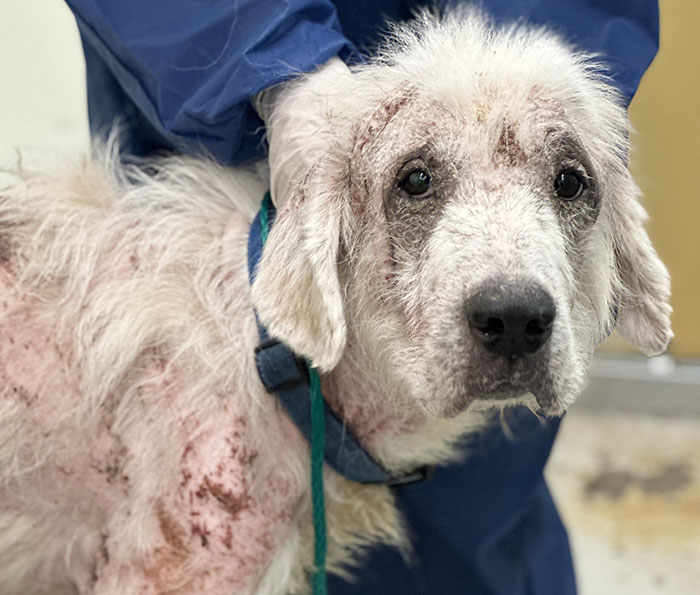 Terribly Neglected Dog Never Loses Hope, Gets Rescued, And Is Given The Life He Always Deserved