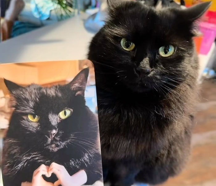 Vet Gets Bitten By A Cat During Appointment, Receives A Wholesomely Funny Apology Card From Her